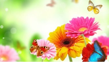 Florais de Bach no caminho do autoconhecimento