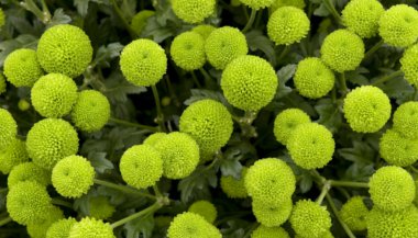 Flores verdes na Terapia Floral