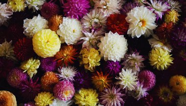 Língua das flores: o que cada uma delas representa