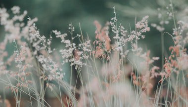 O poder das flores de cada signo