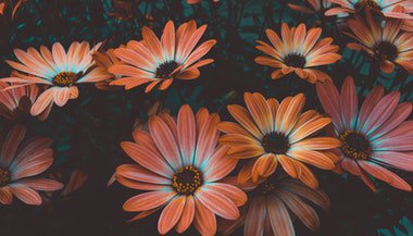 Essências florais para quem dorme muito