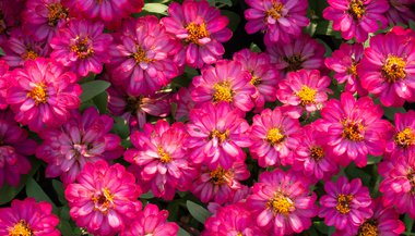 Zinnia: para despertar o riso e melhorar o humor