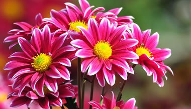 Um exercício de relaxamento com flores