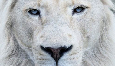 Força do Animal de Poder para elevar a energia