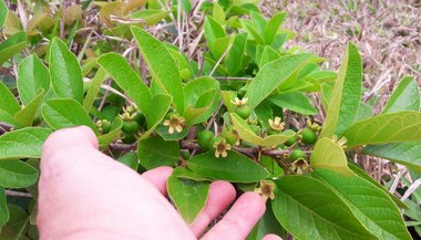 Gabiroba: significado, propriedades e benefícios