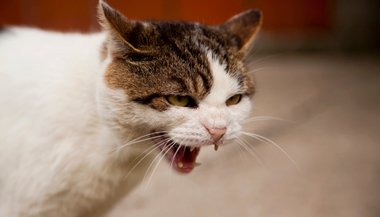 Significado de sonhar com gato atacando