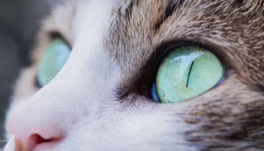 7 animais que reagem às mudanças lunares