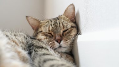 Sonhar com gato morto