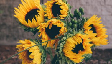 5 simpatias que usam a força do girassol
