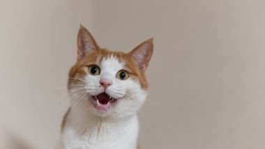 Sonhar com gato atacando: entenda os significados e alertas desse sonho