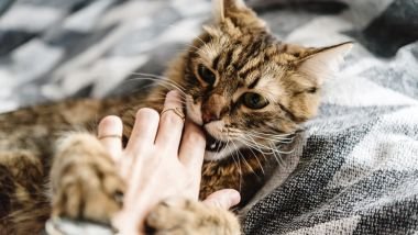 Sonhar com gato mordendo: descubra os significados e alertas desse sonho