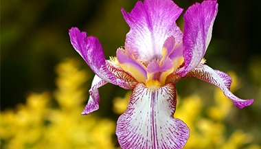 Liberte o artista que existe dentro de você com a ajuda da terapia floral