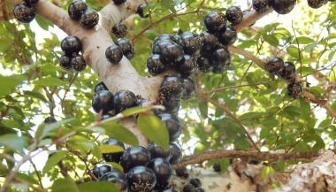 Jabuticabeira: significado, propriedades e benefícios