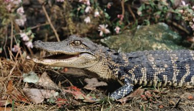 Significado de sonhar com jacaré jogo do bicho