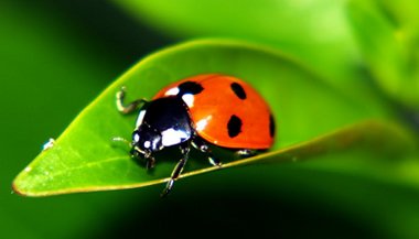 A joaninha na janela