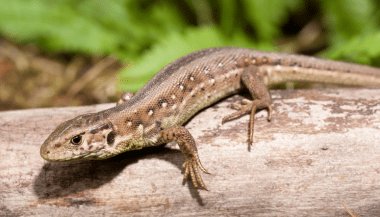 Sonhar com lagartixa