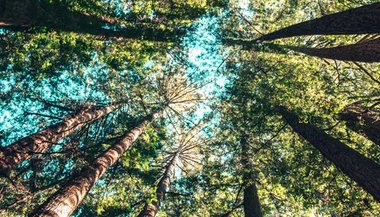 Já ouviu falar nas Leis Naturais?