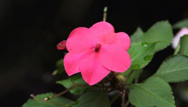 Maria-sem-vergonha: significado, propriedades e benefícios