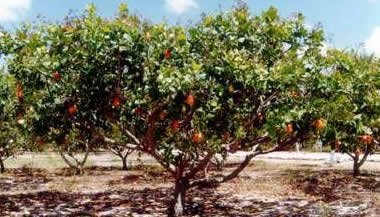 Mensagem do Cajueiro