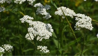 Mil-em-Rama: significado, propriedades e benefícios