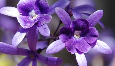 O uso dos florais de St. Germain