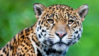 Sonhar com onça pintada