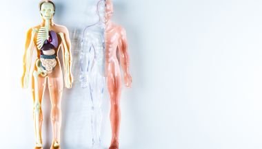 As partes do corpo de cada signo