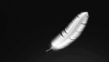 A mensagem através da pena branca