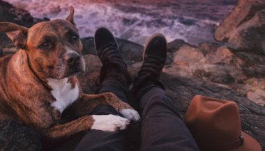 Sua personalidade é gato ou cachorro? - Parte II