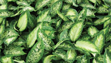 Livre-se das más energias com plantas da sorte!