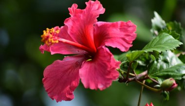 Hibisco: significado, propriedades e benefícios