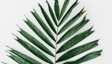 Plantas que afastam maus espíritos