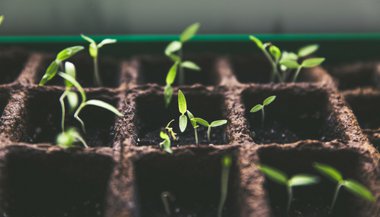 As fases da Lua influenciam o crescimento das plantas