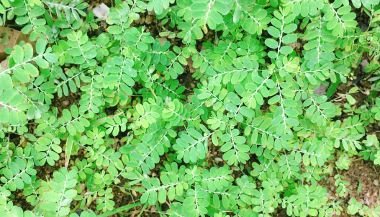 Quebra-Pedra: significado, propriedades e benefícios