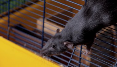 Sonhar com rato preto