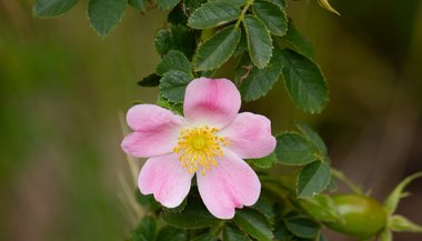 Rosa Mosqueta: significado, propriedades e benefícios