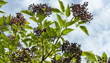 Sabugueiro: significado, propriedades e benefícios