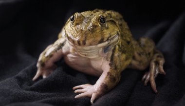 Sonhar com sapo grande