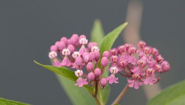 Serralha: significado, propriedades e benefícios