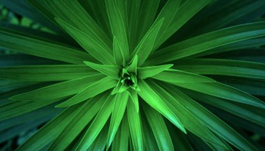 7 plantas que equilibram os chakras