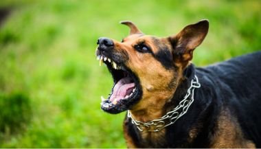 Sonhar com cachorros bravos