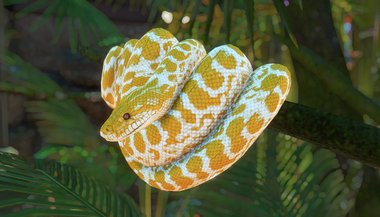 Sonhar com cobra gigante