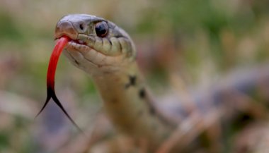 Sonhar com cobra: significado bíblico