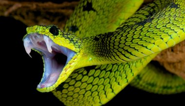 Sonhar com cobra atacando