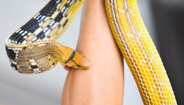 Significado de sonhar com cobra te picando