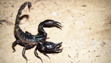 Sonhar com escorpião