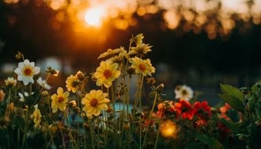 Significado de sonhar com flores