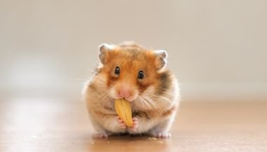 Significado de sonhar com hamster