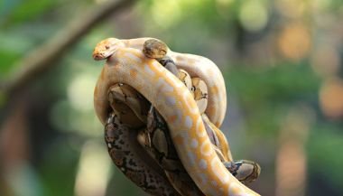 Significado de sonhar com muitas cobras