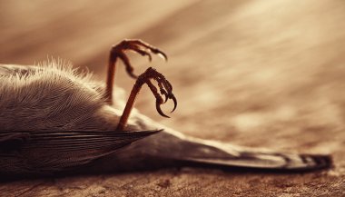 Sonhar com passarinho morto